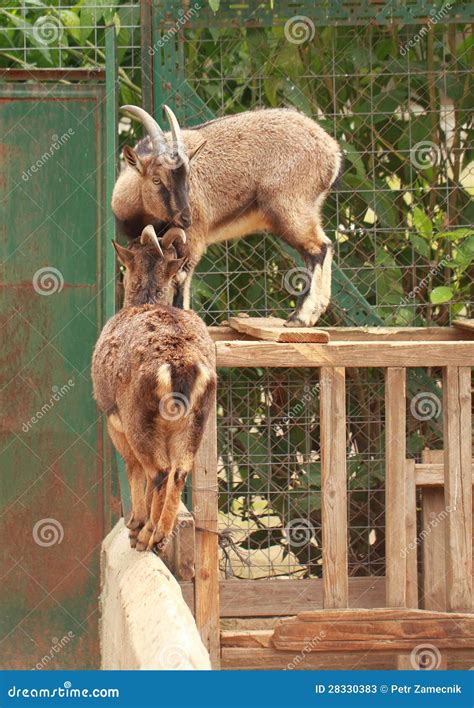 balancing goat